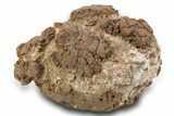 Miocene Volcanic Bomb - Nevada #299916-1